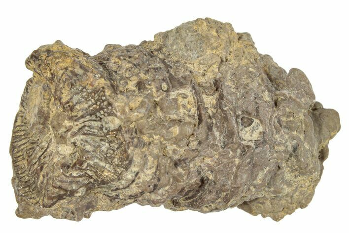 Jurassic Fossil Coral - Portugal #244804